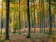 В лесах Подмосковья повреждены почти треть всех деревьев