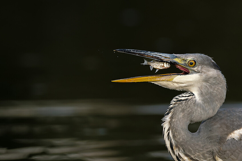 Белялова Мария.   Хищница