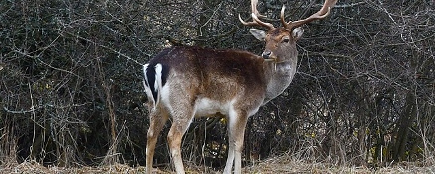 В Канаде выявлен «олений» коронавирус