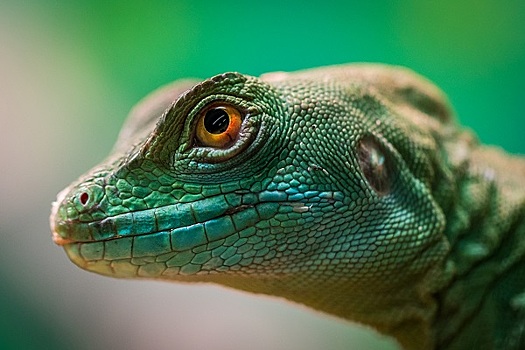 Ученые предупредили о вымирании рептилий