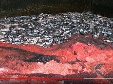 На Камчатке уничтожена красная икра на 70 млн рублей
