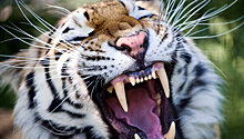На сотрудницу зоопарка в Калининграде напал тигр