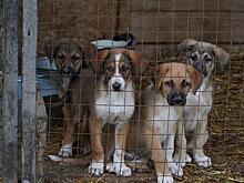 В Самаре продолжится работа по защите бездомных животных и помощь зооприютам