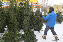 В декабре 32 елочных базара откроют в Новосибирске