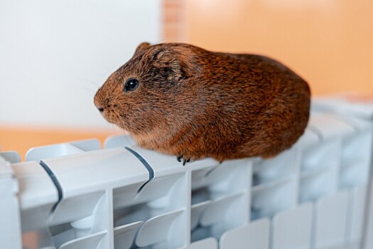 Авария на сетях оставила без тепла 40 МКД, две школы и три поликлиники в Новороссийске