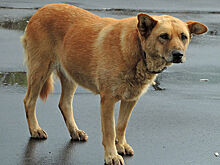 Зоозащитники требуют отменить эвтаназию бродячих собак