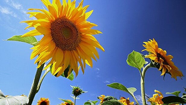 Микроволны помогут измерять влажность семян