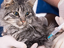 Красногорцам напомнили, где можно привить питомца от бешенства