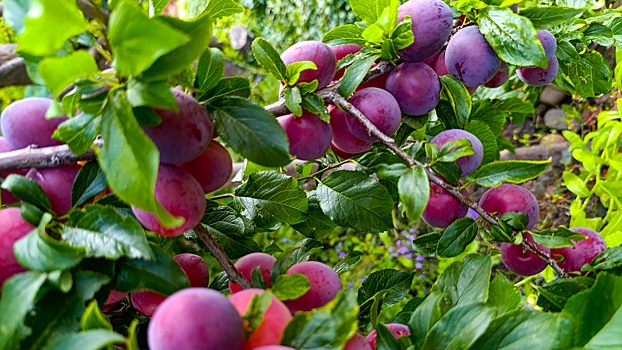 Природная защита зрения: как слива становится союзником наших глаз