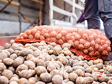 В Новосибирской области почти весь посевной картофель поражен вирусами