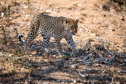 Мужчина голыми руками победил леопарда