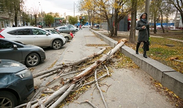 В Волгограде упавший тополь едва не повредил газопровод