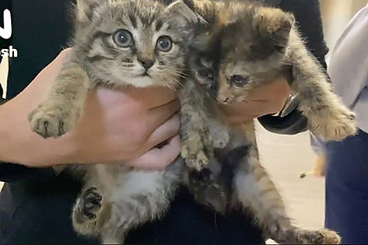 Российские полицейские приютили двух больных котят