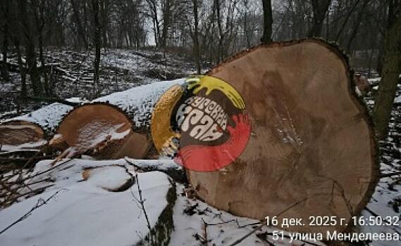 В Курске вырубают зараженные деревья в Цветовом лесу