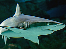 В Египте туристам дали советы по защите от акул