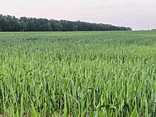 В 2023 г. в Самарской области планируют обработать 4,3 тыс. га территории от клещей