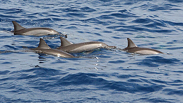 У Нормандских островов найден дельфин, погибший из-за пластика