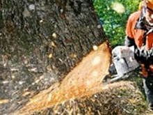 В одном из дворов Сургута УК вместе кронирования спилила тополя под корень