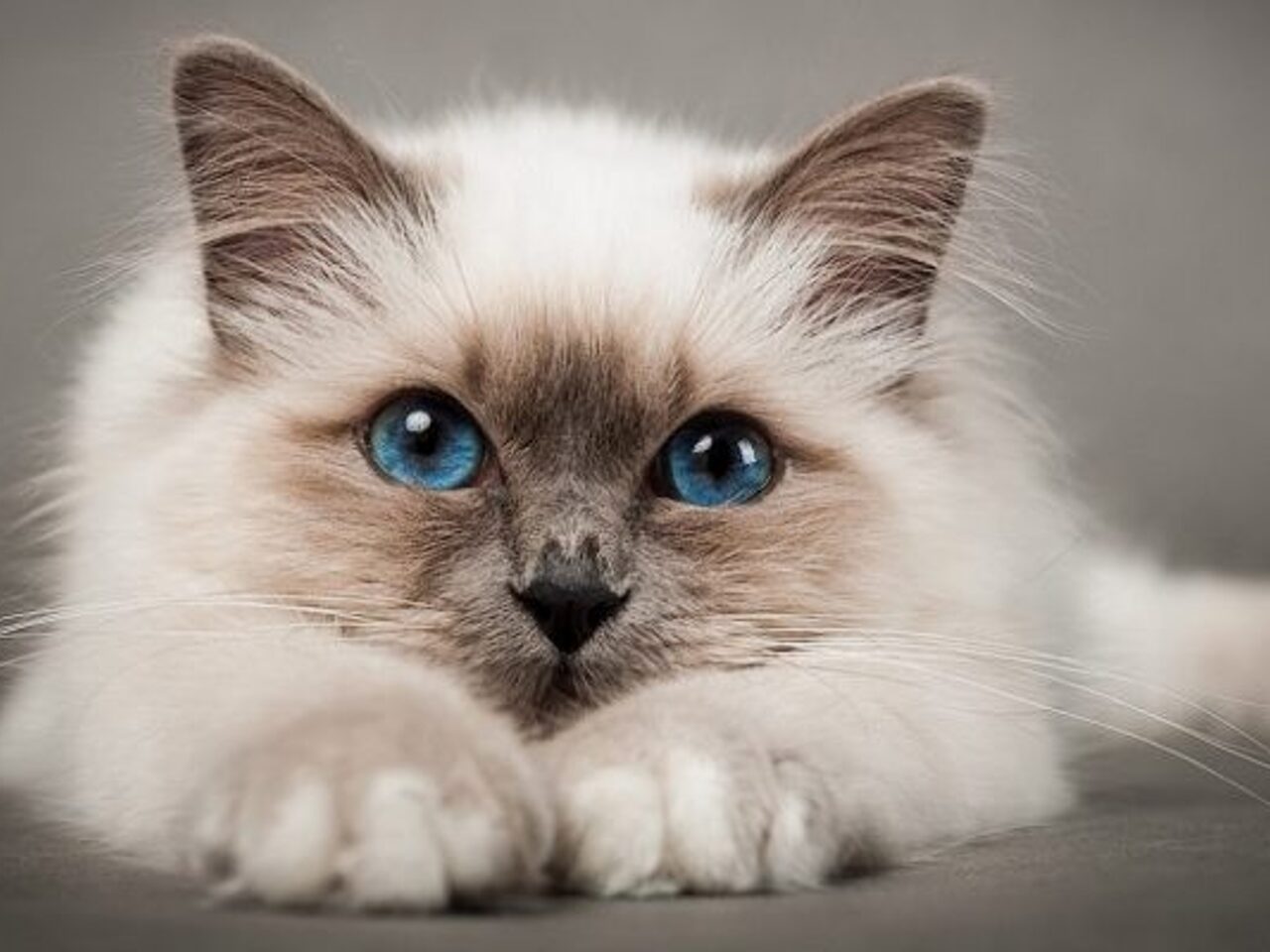 кошки с голубыми глазами и белой шерстью что за порода