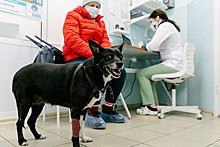 Госдума рассмотрит проект, разрешающий ветеринарам использовать препараты для людей