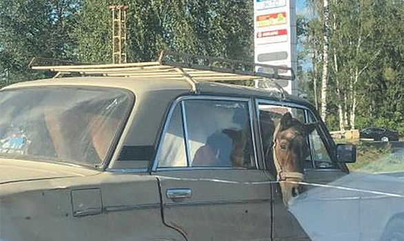 В московской машине заметили коня