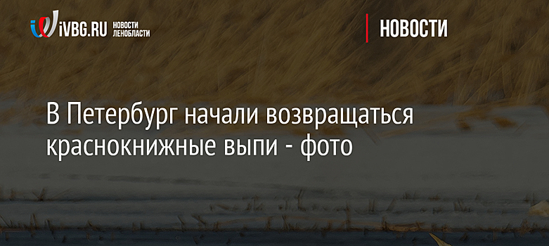 В Петербург начали возвращаться краснокнижные выпи - фото