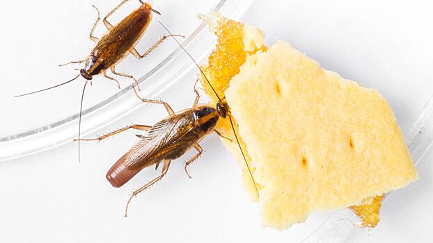 Гигиенист рассказал, как самостоятельно бороться с домашними насекомыми