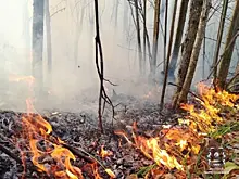 Особый противопожарный режим введён на землях лесного фонда Нижегородской области