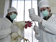 Первый случай заражения человека вирусом H7N9 зарегистрирован в Тибете