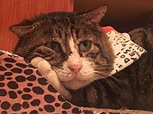 Эмоциональный котик стал звездой соцсетей
