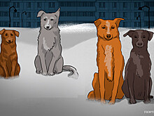 Оренбургский уполномоченный по правам ребенка Линькова предложила отстрел бродячих собак