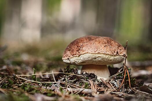 Шампиньоны и опята: какие грибы можно выращивать дома