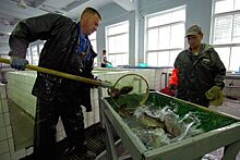 Почему "город рыбаков" Мурманск остался без рыбы