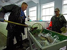 Почему "город рыбаков" Мурманск остался без рыбы