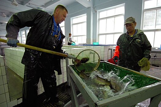 Почему "город рыбаков" Мурманск остался без рыбы