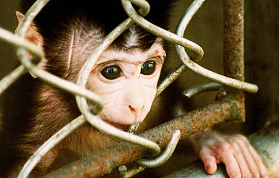 В Австрии выявлен первый случай с подозрением на заражение оспой обезьян
