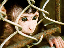 В Австрии выявлен первый случай с подозрением на заражение оспой обезьян