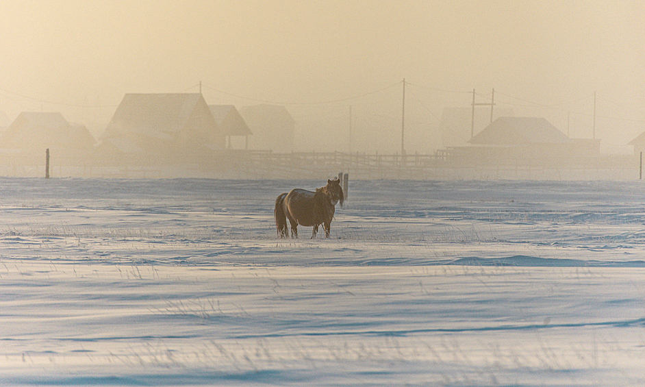 Лошадь пасется на поле в селе Хатассы в Якутске. Температура воздуха минус 50 градусов по Цельсию, 2021 год