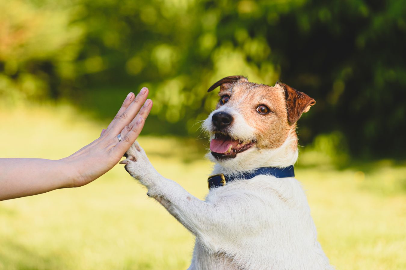 Учёные обнаружили, что собаки вступают в новую фазу эволюции