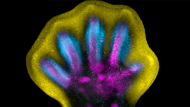 На самом деле, пальцы у зародыша не растут, а «вырубаются» как у статуи — неожиданное открытие ученых