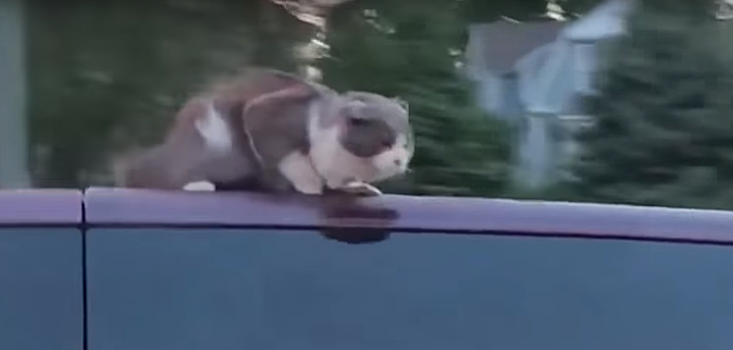 Кот прокатился верхом на автомобиле в США
