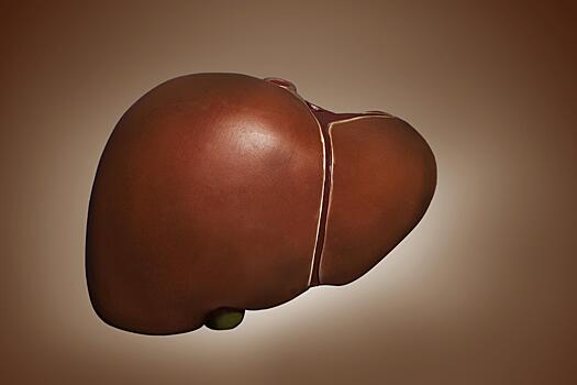 За день печень увеличивается в полтора раза