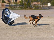 Готовы парашютные системы для десантирования кинолога с собакой