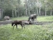 Фотоловушка российского заповедника запечатлела трапезу лосихи с детенышами