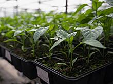 Агроном назвал правила выращивания рассады перцев и баклажанов