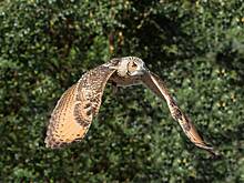 Дрессированная сова украла кольца молодоженов