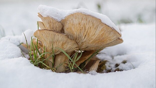 В Подмосковье появились зимние опята