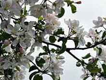 Выступления участников конкурса "Московская весна a capella" посетили почти 1 млн человек