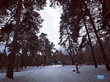 ЗСО обжаловало решение по границам Челябинского бора