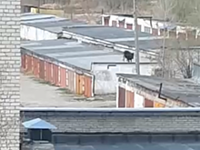 Гуляющая по крышам гаражей корова озадачила россиян